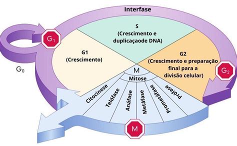 Biología Celular Ciclo Celular Interfase